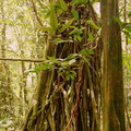 Inocarpus fagifer Chataignier tahitien 2