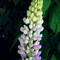 Lupin polyphylle   lupinis plyphyllus lupinus