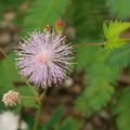 Mimosa pudica Sensitive