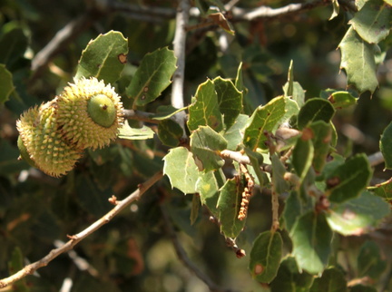 Quercus coccifera Feuilles de chene kermes