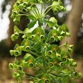 Euphorbia characias Euphorbe characias 2