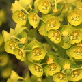 Euphorbia characias Euphorbe characias 3