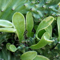 Euphorbia_nerifolia.JPG