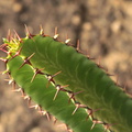 Euphornia confinalis
