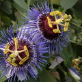 Passiflora Maxima