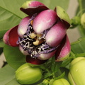 Passiflora alata 4