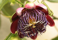 Passiflora alata 7