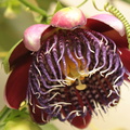 Passiflora alata 7