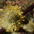 Saule marsault Salix caprea 