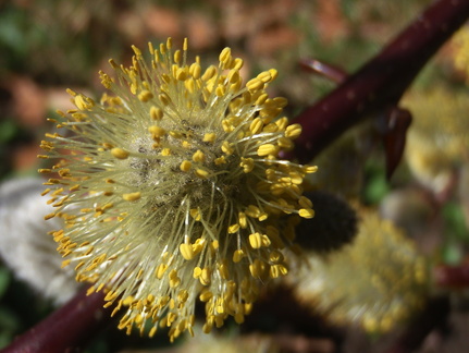Saule marsault Salix caprea 