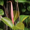 Ficus macrophylla fleur