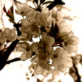 Prunus cerasus Cerisier