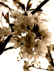 Prunus cerasus Cerisier