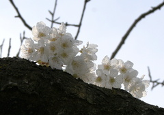 Prunus cerasus Cerisier 2