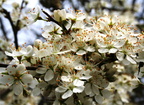 Prunus cerasus Cerisier 3