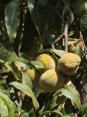 Prunus dulcis amandier