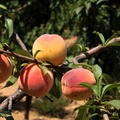 Prunus persica peche