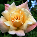Rose et rosee