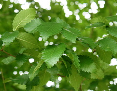 Zelkova carpinifolia Orme du Caucase