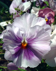 Pensee des jardins violaceae viola x wittrockiana