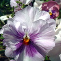 Pensee des jardins violaceae viola x wittrockiana