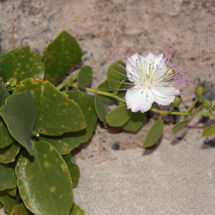 Capparaceae