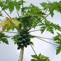 Carica papaya papayer