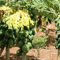 Carica papaya papayer 2
