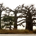 Adansonia_digitata_Baobab.JPG