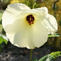 Hibiscus Abelmoschus Ambrette