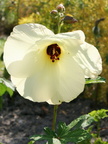 Hibiscus Abelmoschus Ambrette