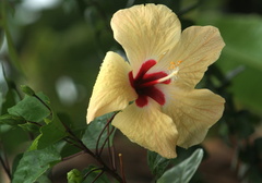 Hibiscus jaune