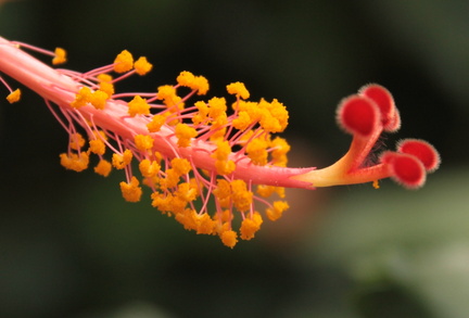 Hibiscus rosa-sinensis Pistil