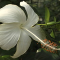 Hibiscus rosa-sinensis White la France