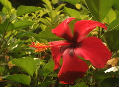 Hibiscus rouge