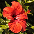 Hibiscus rouge