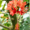Hibiscus schizopetalus Lanterne japonaise