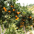 Citrus sinensis oranger doux
