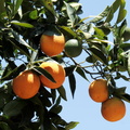 Citrus sinensis oranger doux 2