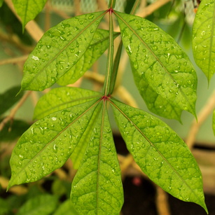 Simaroubaceae