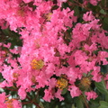 Lagerstroemia indica Lilas des Indes