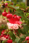 Fuschia rose clair rouge