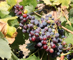Vitis vinifera vigne