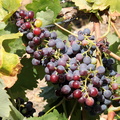 Vitis vinifera vigne