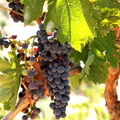 Vitis vinifera vigne 2