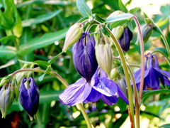 Ancolie bleu  aquilegia