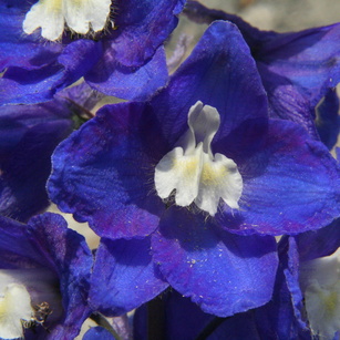 Fleurs bleus