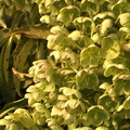 Hellebore de Corse Helleborus argutifolius  Helleborus lividus Aiton subsp corsicus Tutin Helleborus corsicus