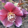 helleborus niger Hellebore Rose de noel
