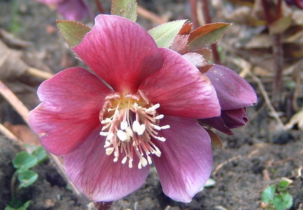 helleborus niger Hellebore Rose de noel